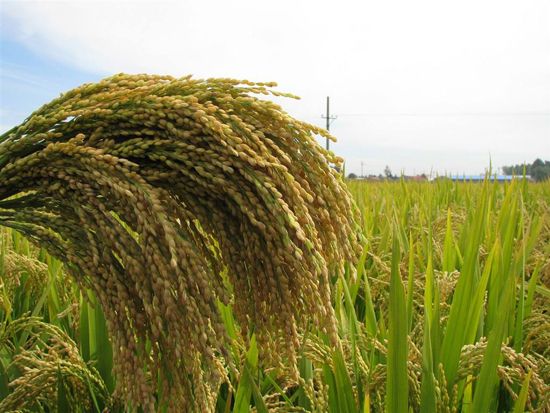 Rice.jpg